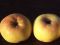 Pomme Piana, Pomme Casolana, ou Pomme d&#39;Altino