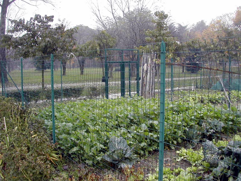 Verwaltung der Gemüsegärten für ältere Menschen