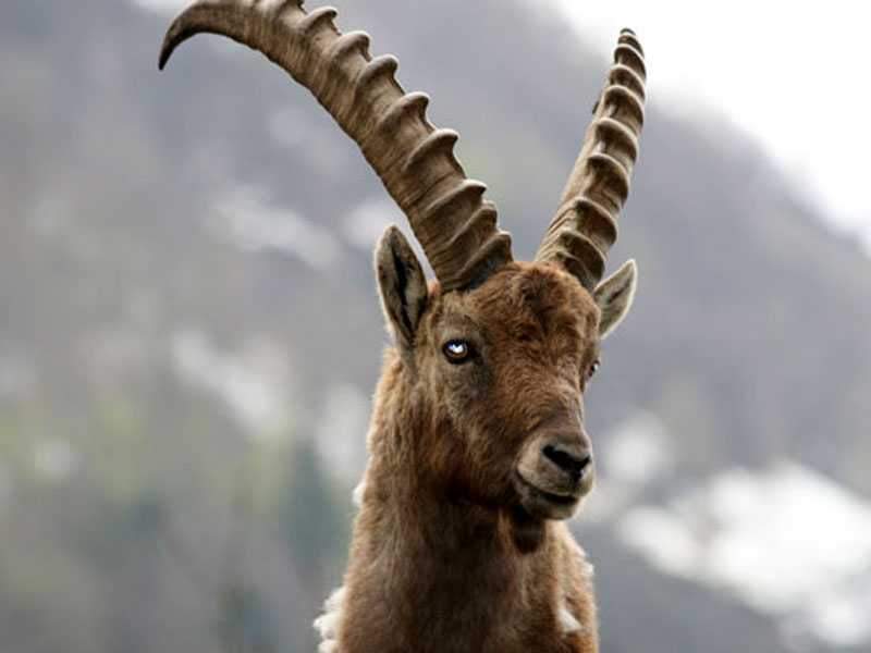 Wild ibex