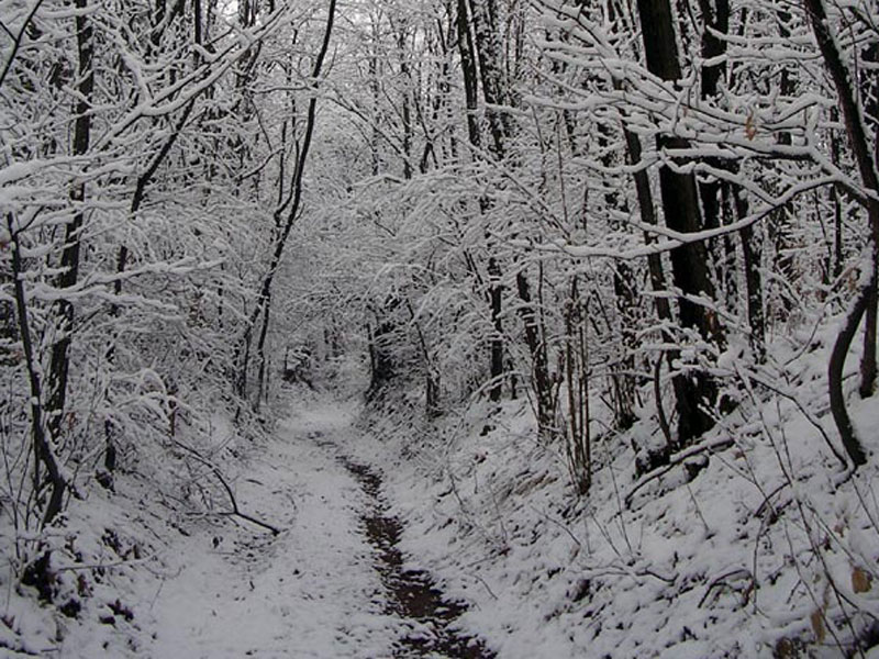 Snow-clad trails