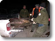 Cattura di cinghiale a Verrua Savoia, gennaio 2005