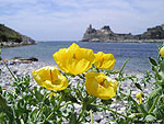 Yellow Horned Poppy on the Beach of Punta Secco on Isola Palmaria; in the background, S. Pietro Church on the rocky spur of Porto Venere