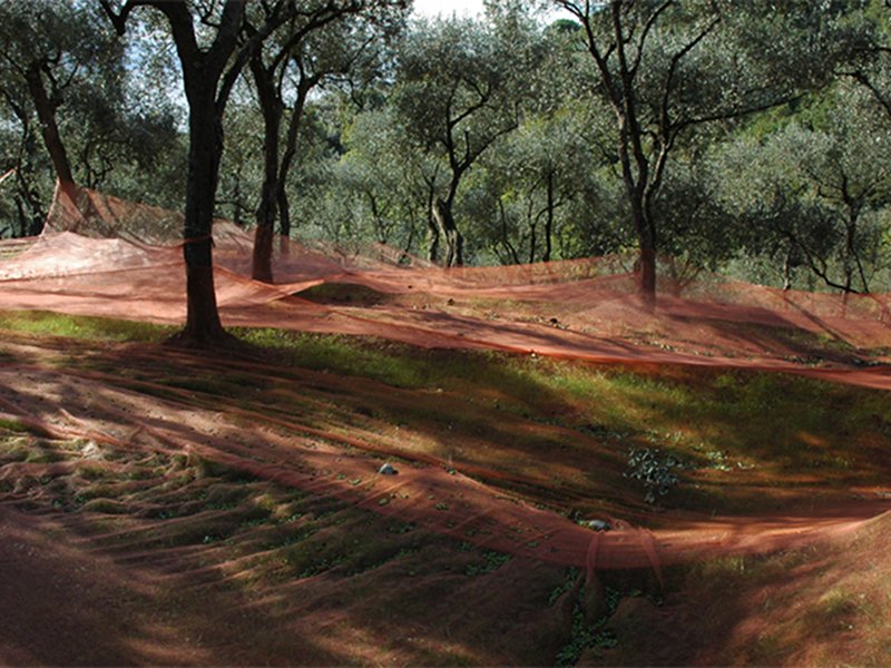 Les oliveraies de Nozarego et la Valle dei Mulini ('vallée des moulins')