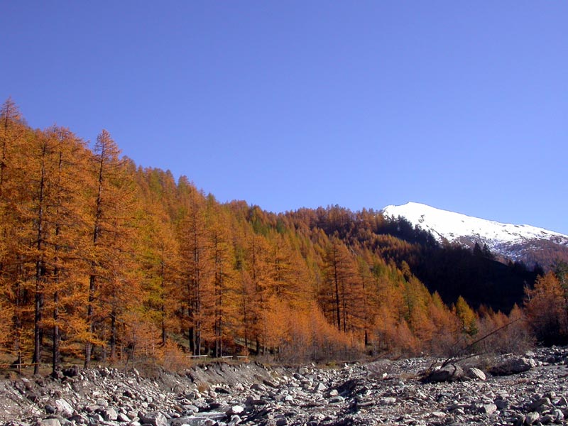 Foto di Il Parco Naturale Val Troncea