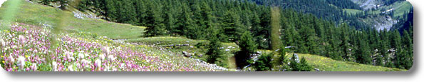 Immagine di apertura Parco Naturale della Val Troncea