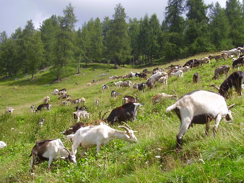 Costone Goats