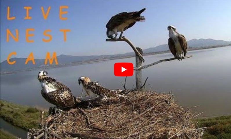 Telecamera Live su nido di Falco Pescatore