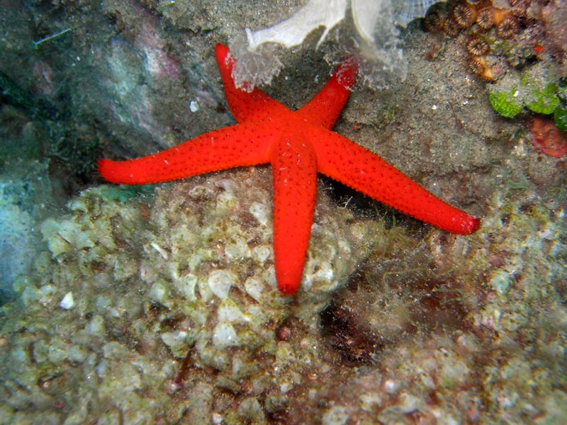 Echinaster sepositus - stella marina