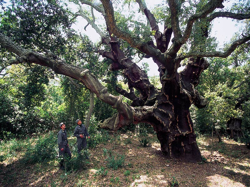 Cork oak