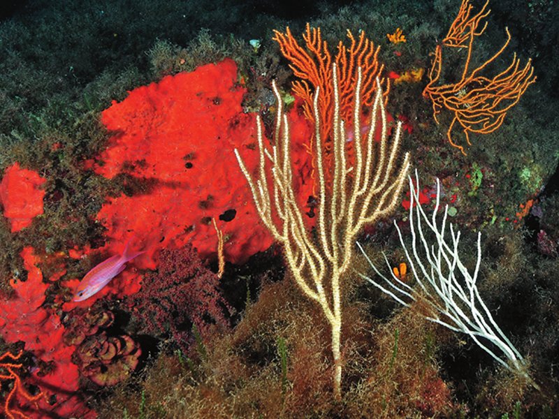 Among the sea fans, a colony of Alcyonium coralloides