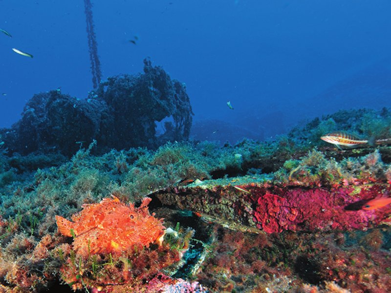 Egle Wreck - A scorpionfish among the plates