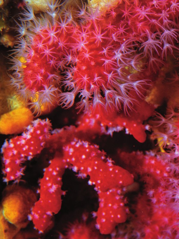 Branches of red corals with protruding polyps
