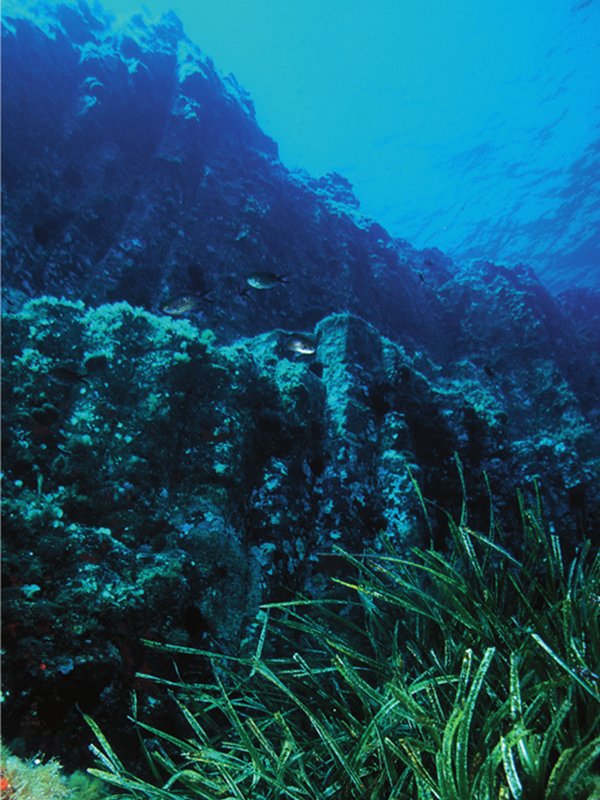 Punto d'immersione 'Colonne' - la posidonia cresce anche su roccia al piede della falesia basaltica