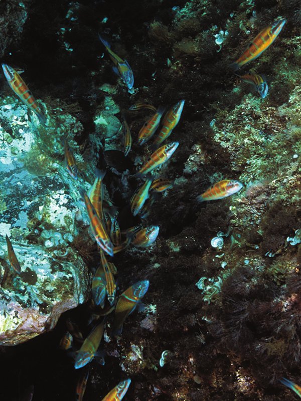 A shoal of ornate wrasses crowds into the rock fissures to eat the eggs of the damselfish