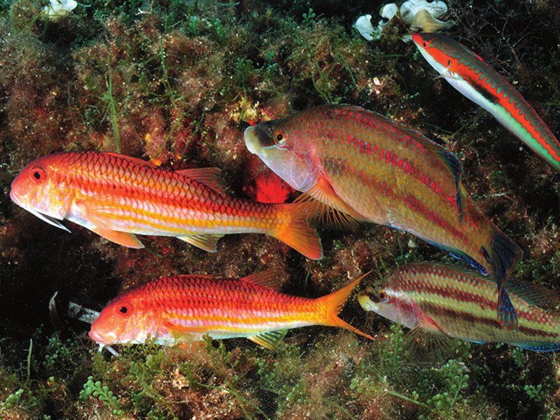 Mullets and Peacock Wrasses