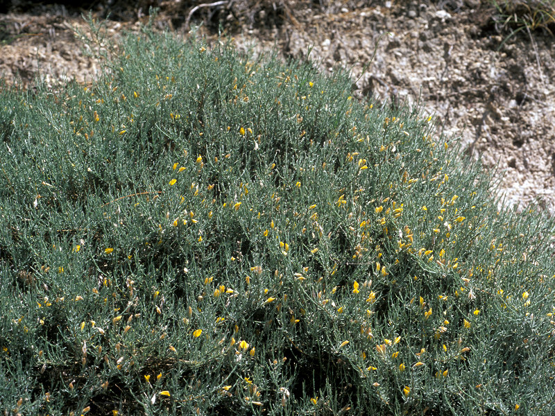 Genista pulchella subsp. aquilana