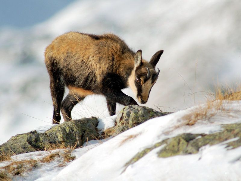 Young chamois