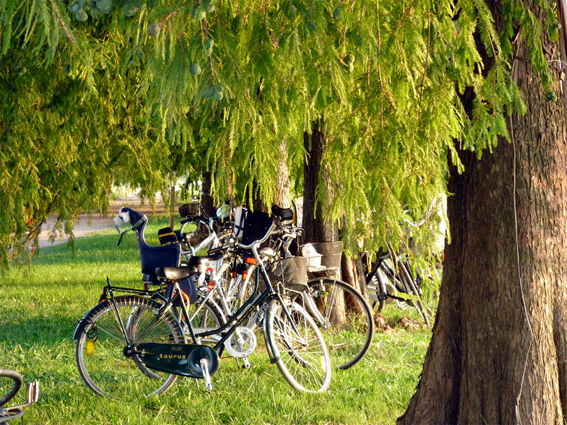 Bikes in the Park