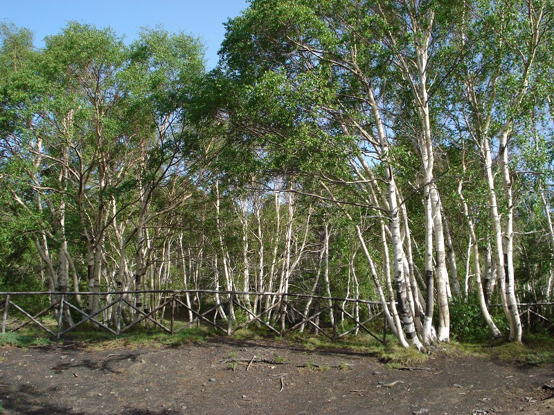Birch trees Sartorius Mountains