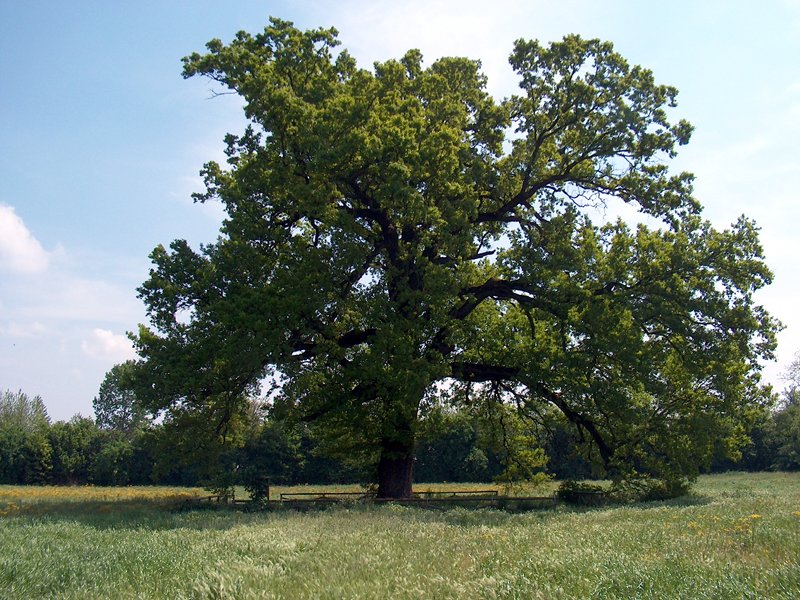 Sacca Oak Tree