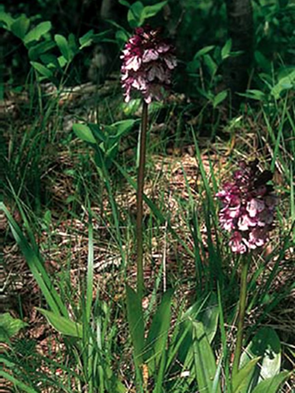 Orchis purpurea, pianta illirica e diffusa sul Carso