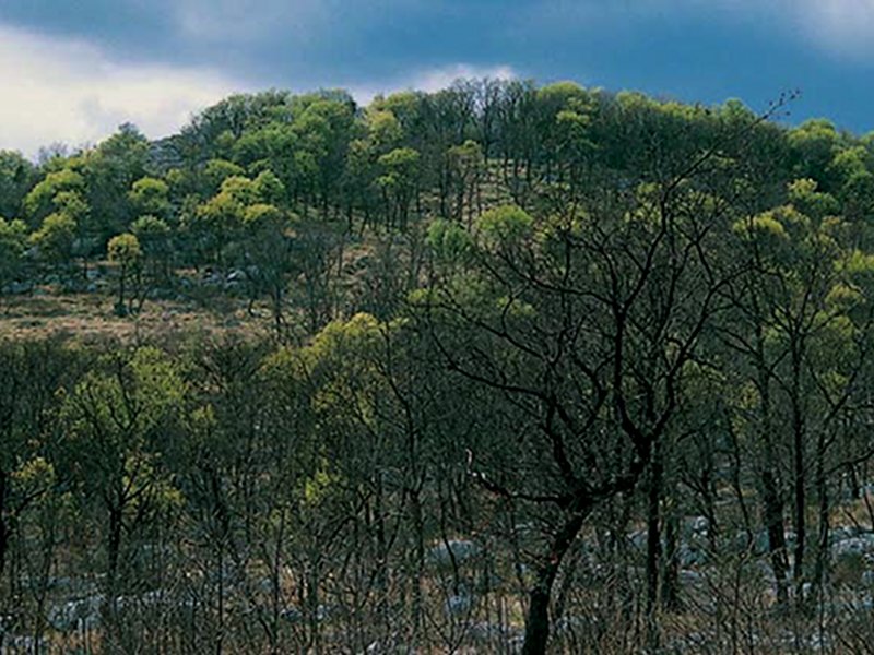 The karst woodland with the calcareous outcrops in the Monte Orsario Reserve