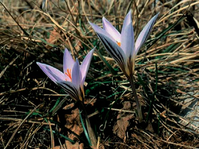 Crocus reticulatus is one of the first plants that bloom in the karst moor