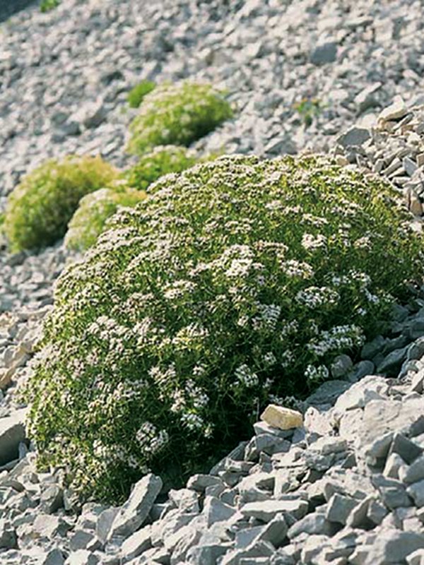 Sui ghiaioni della Val Rosandra cresce Drypis spinosa ssp. jaquiniana