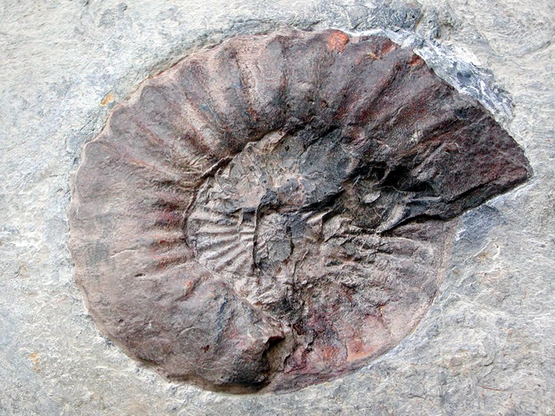 (13369)Cefalopode asteroceras obtusum. Oberes Veltlin