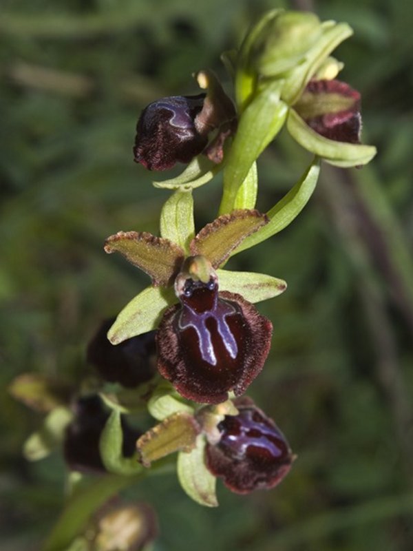Ophrys passionis subsp. Passionis