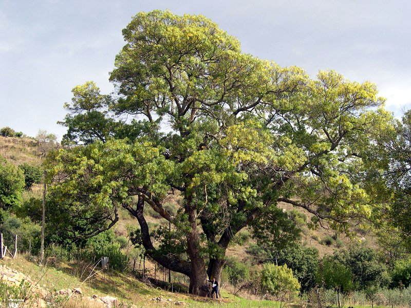 The monuments of nature - Puntaloro ash tree