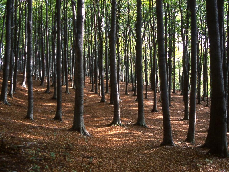 Beech tree woodland