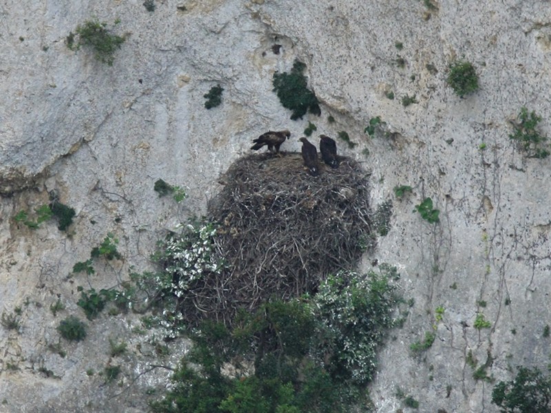 Eagle with eaglets