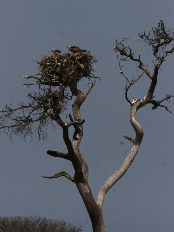 First Osprey nest