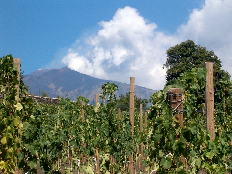 Vineyard with Etna in the background