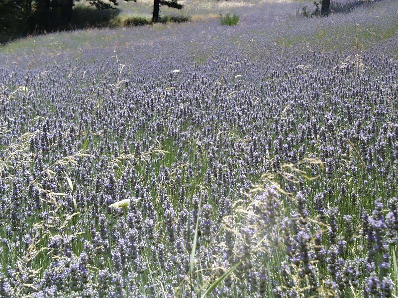 Lavendel am Berg Peglia
