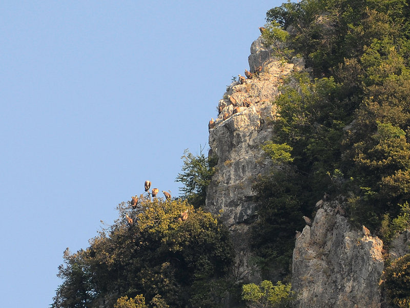 Griffon vultures on a rocky wall