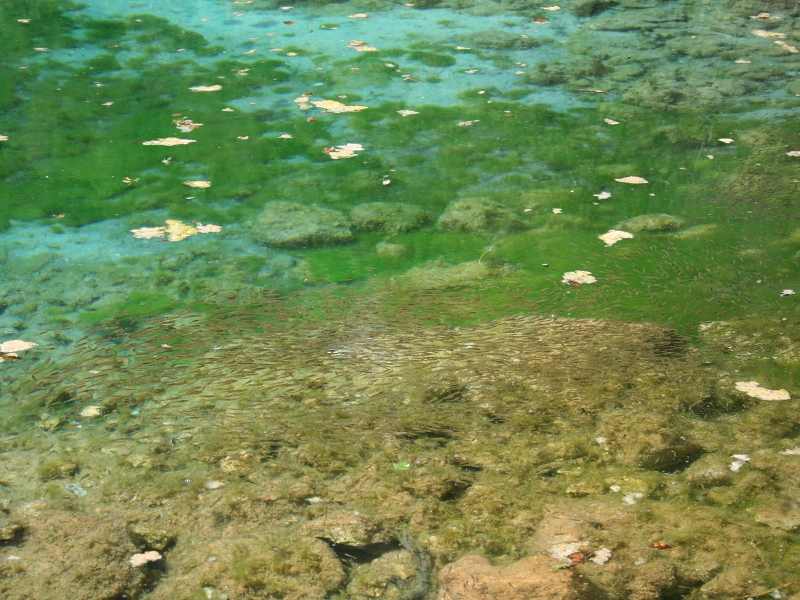 Fishes in the lake