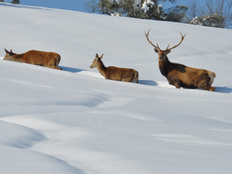 Deers in the snow