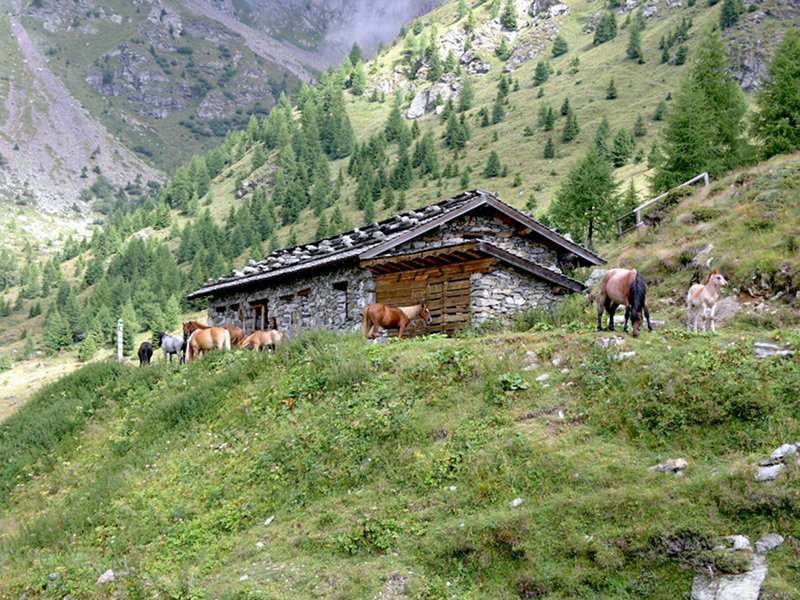 Miesnotta mountain pasture