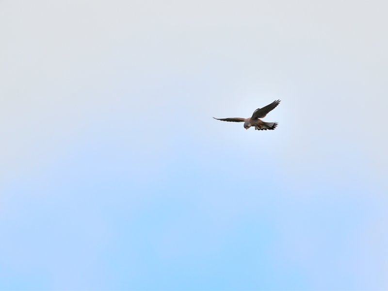 Lodolaio (Falco subbuteo) in 