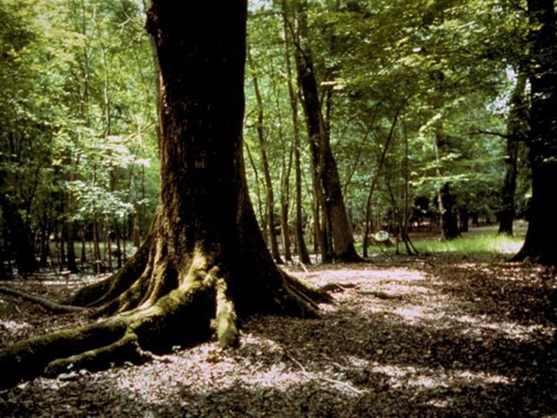 Mesophiler Wald