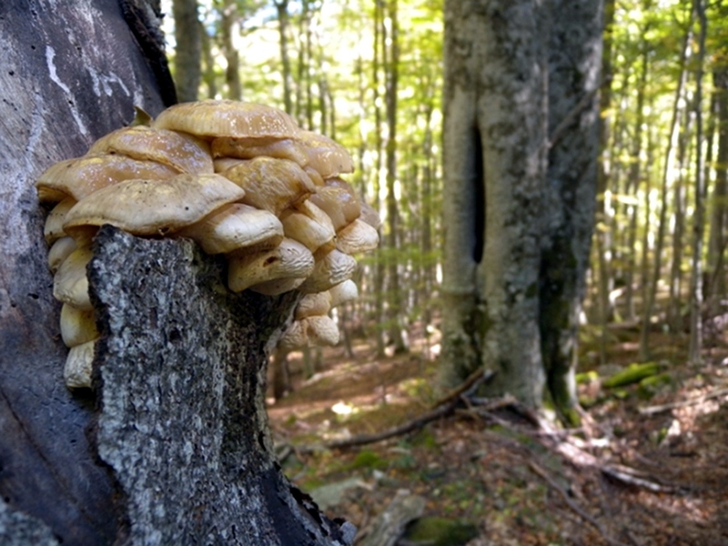 Mushroom on a beech tree