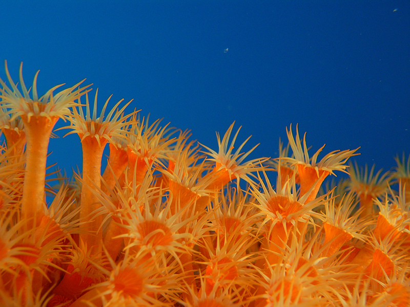 Margherita di mare (Parazoanthus axinellae)