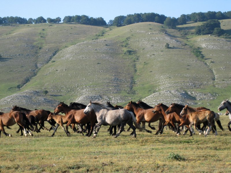 Horses at Coasts of Camposecco