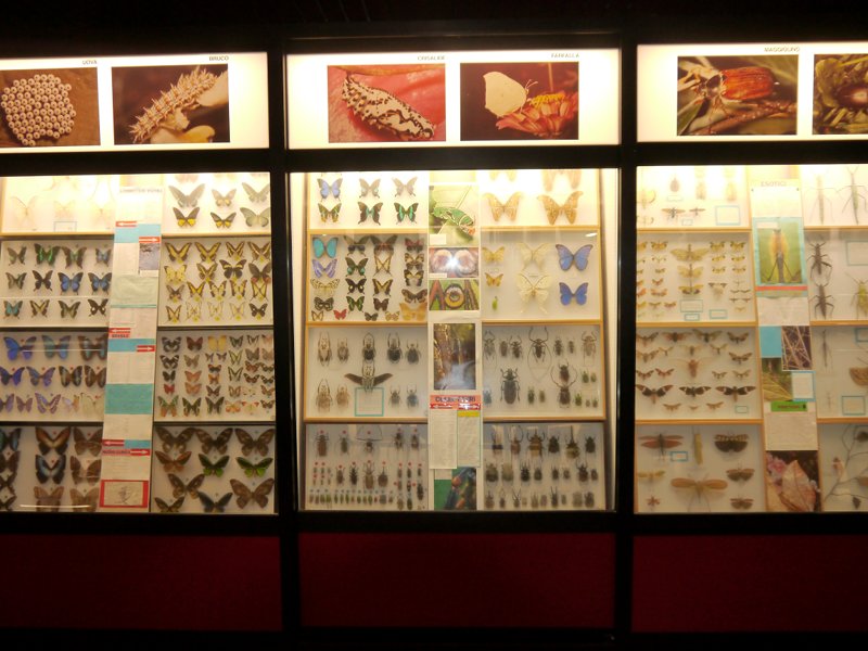 Teche con lepidotteri nel Museo scientifico Don Bosco a Lombriasco