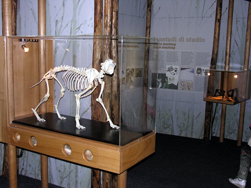 Museo del lupo di Arsita