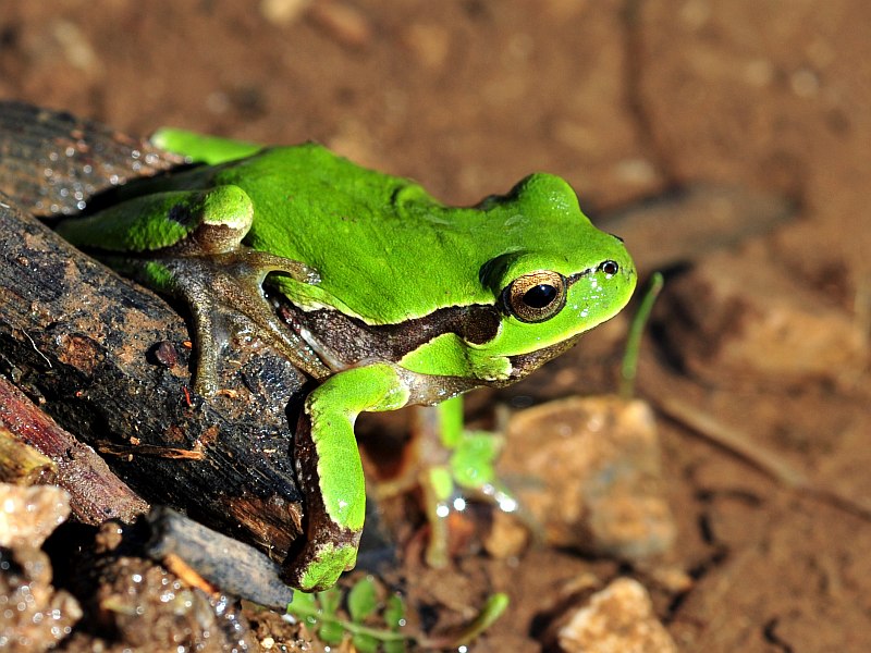Italian tree frog.