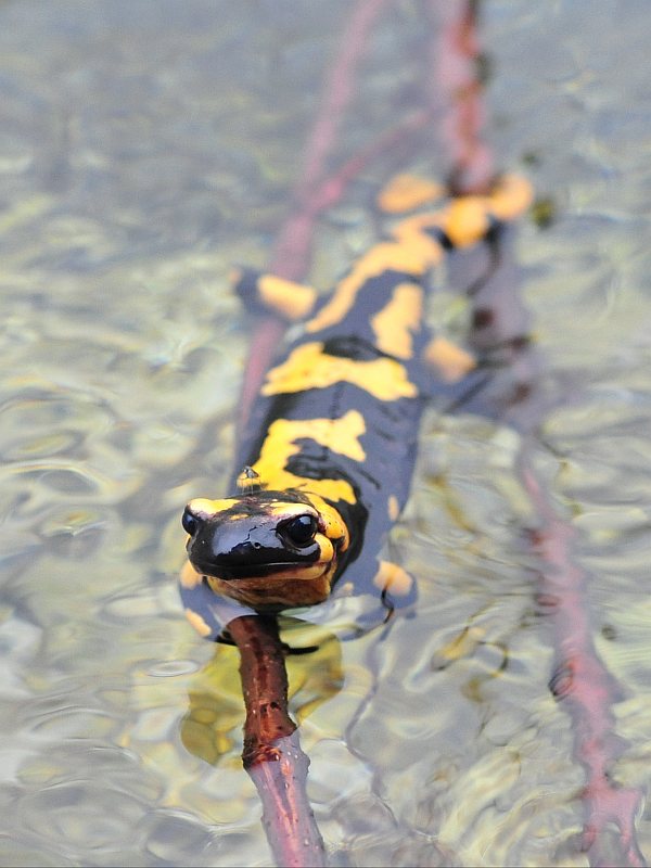 Salamandra pezzata.