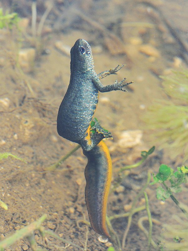 Northern crested newt - female.